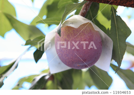 貴陽 貴陽 11934653