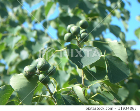 An immature fruit of Nanchinhaze that will produce black ripe white seed from now 11934865