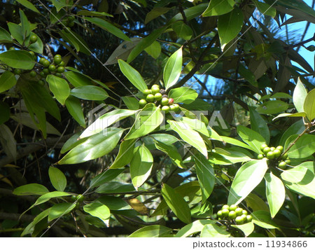 在Kemigawa河的縣道路一側種植的Shirodamo果實 11934866