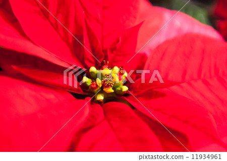Poinsettia Poinsettia 11934961