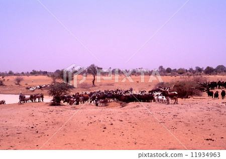 Gombe和Maidogri之間的景觀 11934963