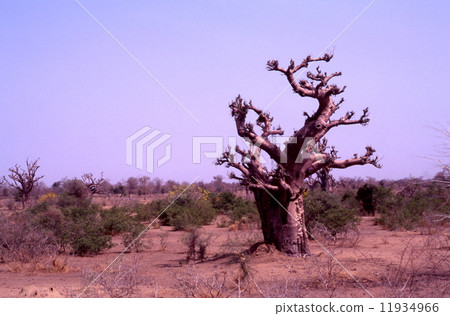 Gombe和Maidogri之間的景觀 11934966