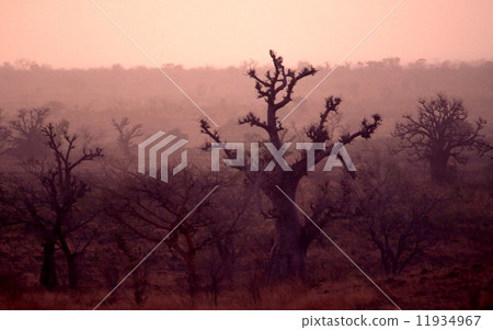 Landscape between Gombe and Maidogri Landscape between Gombe and Maidogri 11934967