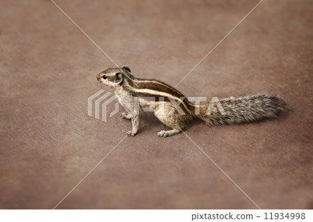 Indian palm squirrel on brown background 11934998