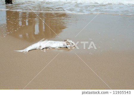 dead fish 11935543