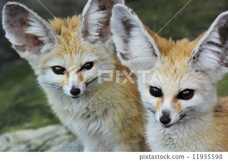 Fennec Fennec 11935598