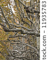plane tree lane in autumn 11935783
