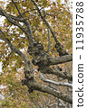 plane tree lane in autumn 11935788