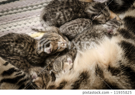 cat lying and feeds the kittens 11935825