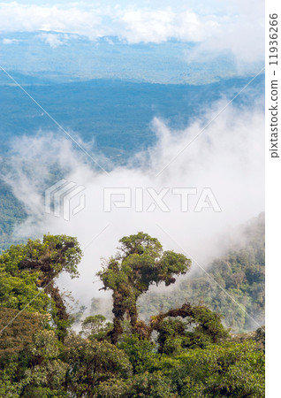 From Andes to Amazon, View of the tropical rainforest, Ecuador From Andes to Amazon, View of the tropical rainforest, Ecuador 11936266