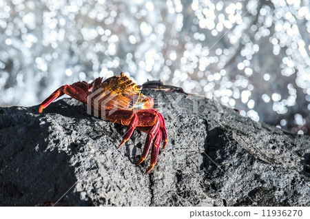 Sally Lightfoot Crab ore Red cliff crab from Galapagos Islands, 11936270