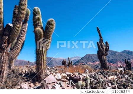 Colorful valley of Quebrada de Humahuaca, central Andes Altiplan Colorful valley of Quebrada de Humahuaca, central Andes Altiplan 11936274