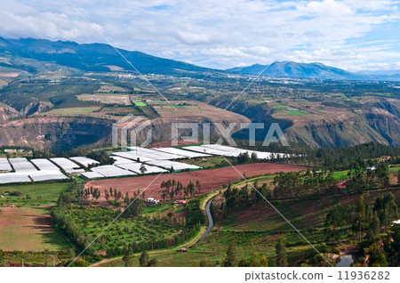 Roses in Plantation Tumbaco, Cayambe, Ecuador 11936282