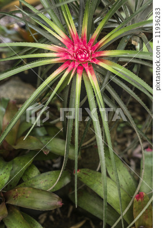 Bromeliad in tropical forest, Brazil 11936283