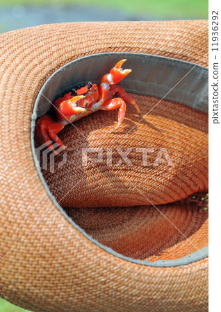 Sally Lightfoot Crab ore Red cliff crab from Galapagos Islands s Sally Lightfoot Crab ore Red cliff crab from Galapagos Islands s 11936292