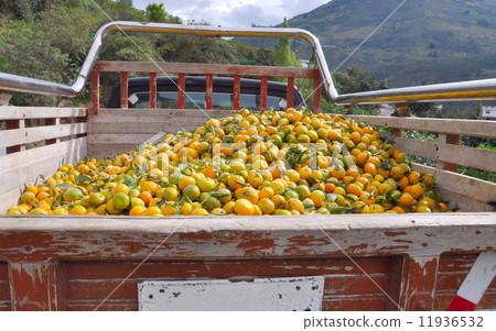Pick up truck carrying tangerines 11936532