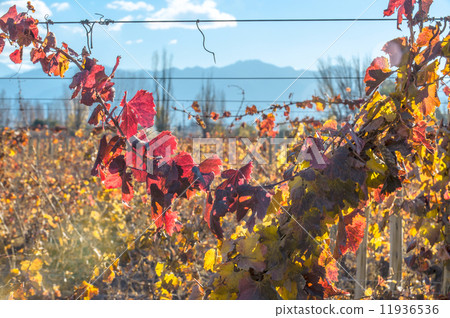 Sunny Autumn Vineyard. Mendoza 11936536