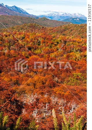 Autumn Colors of Patagonia, near Bariloche, Argentina Autumn Colors of Patagonia, near Bariloche, Argentina 11936537