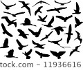 Wild bird (illustration) 11936616