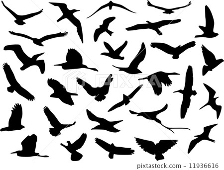 Wild bird (illustration) 11936616