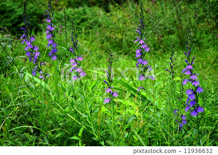 九月花卉與家庭04 11936632