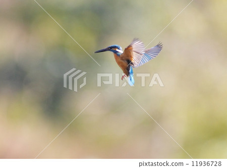 Kingfisher's hovering 11936728