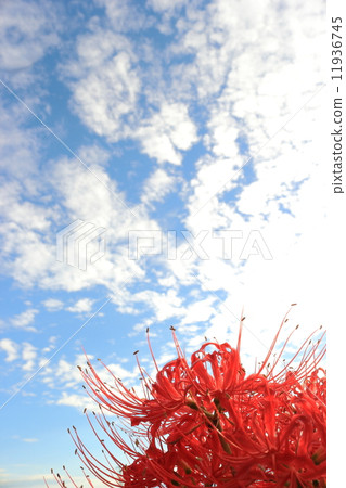 秋天的天空和阿馬爾人的旗幟 11936745