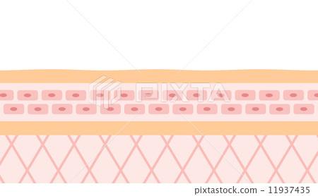 皮膚橫斷面圖 11937435