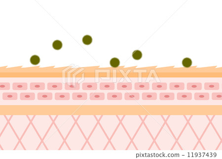 皮膚粗糙的部分 11937439