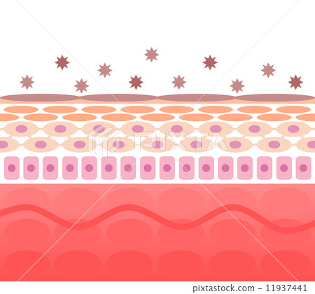皮膚粗糙的部分 11937441