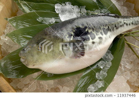 河豚 河豚 11937446