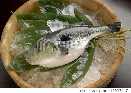 Blowfish 11937447