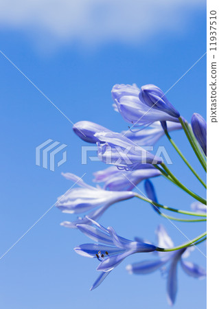  Agapanthus 11937510