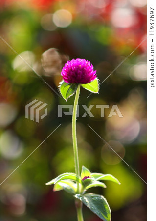 戰國沒有哈娜 戰國沒有哈娜 11937697