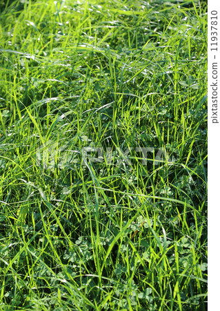 Closeup of summer grass and sunlight 11937810