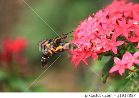 Hojaku吮吸pentas花蜜 11937887