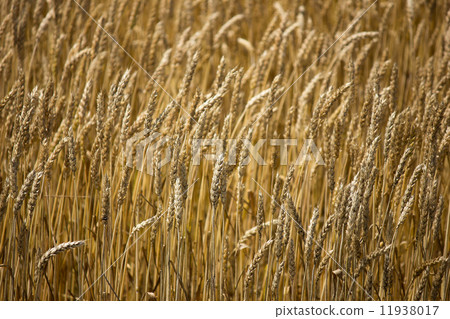 Wheat field Wheat field 11938017