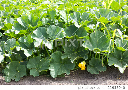 Pumpkin Field Pumpkin 11938040