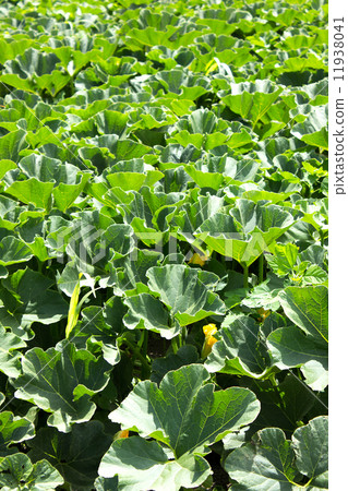 Pumpkin Field Pumpkin Pumpkin Field Pumpkin 11938041