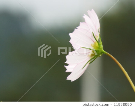 宇宙粉紅色 11938090