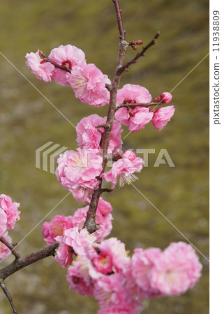 Yae cold red plum 11938809