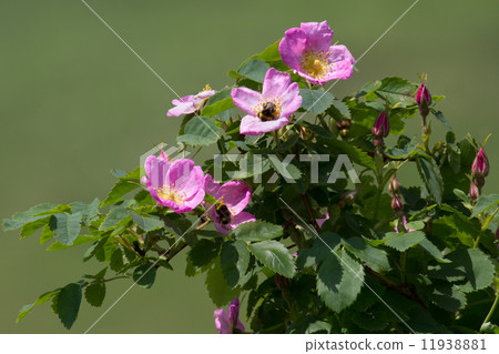 Dog rose flower Dog rose flower 11938881