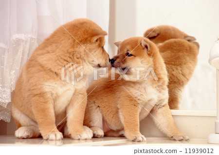 Shiba Inu puppy 11939012