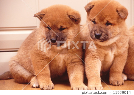 Shiba Inu puppy 11939014