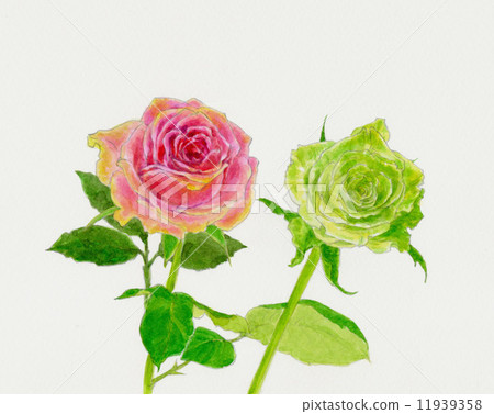 Rose flower 11939358