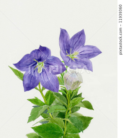 Kikyo flower 11939360