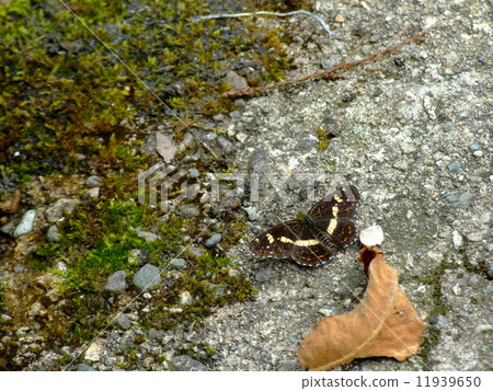 Sakahabo Hosho 11939650