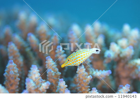 Tengu Kahagi Tengu Kahagi 11940143