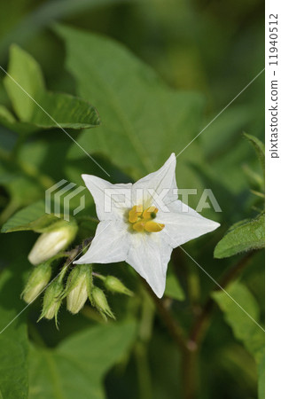 White bamboo shoots (white flower bad eggplant) White bamboo shoots (white flower bad eggplant) 11940512