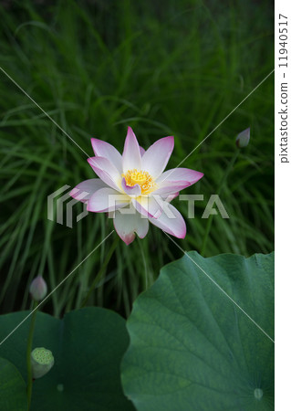 Lotus of Toshodaiji Temple Lotus of Toshodaiji Temple 11940517